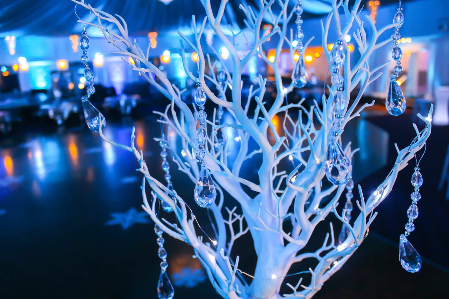 Close Up Manzanita Tree Winter Theme Melbourne
