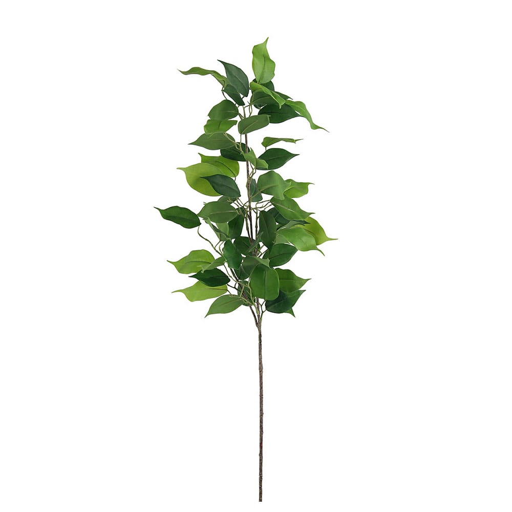 Ficus Spray Leaf hire