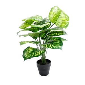Pot Plant - Variegated Leaf plant