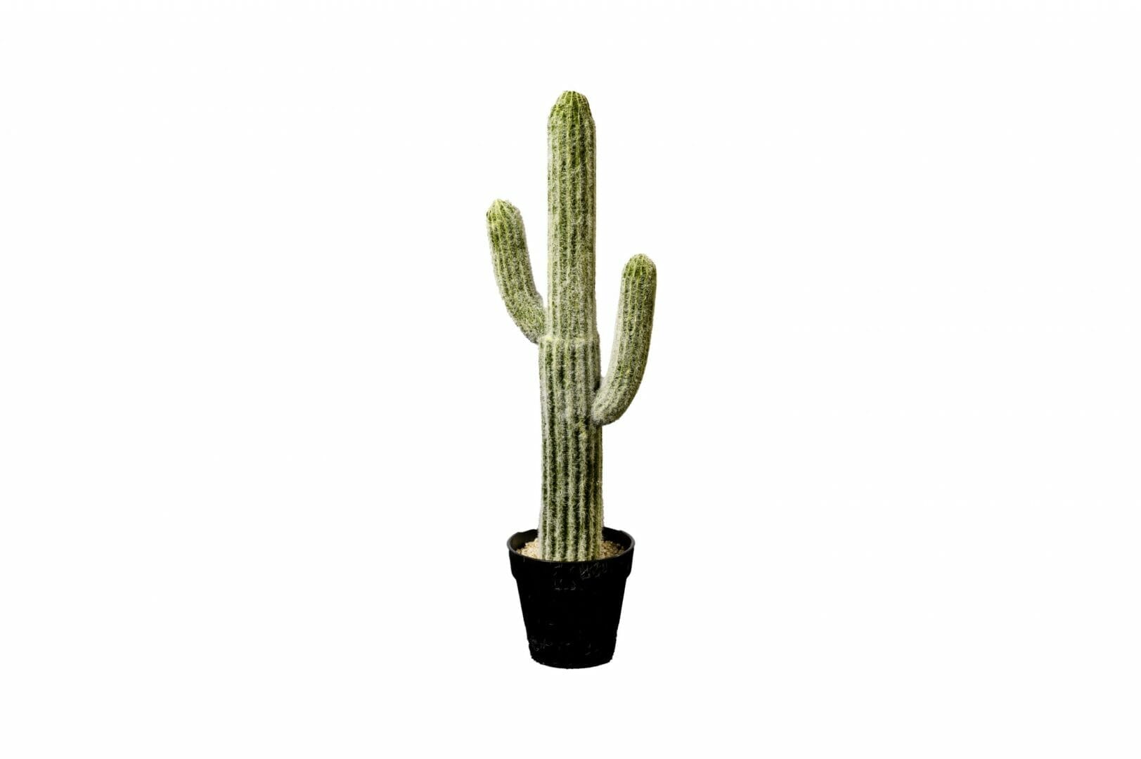 artificial cactus plant