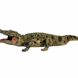 Large crocodile prop